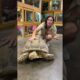 BIg vs Small Sulcata Tortoise! 😱