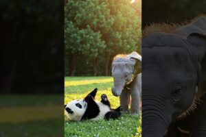 Baby Elephant & Baby Panda Playing, Best Friends 🐘🐼💖 #babyelephant #babyanimal #shortvideo