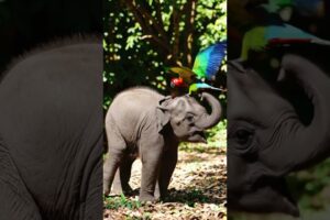 Baby Elephant & Parrot Playing Joyfully 🐘🦜