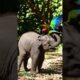 Baby Elephant & Parrot Playing Joyfully 🐘🦜