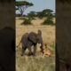 Baby Elephant and baby lion playing #babyelephants #lion #animals