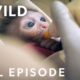 Baby Monkey Rescued from Highway (Full Episode) | Jungle Animal Rescue