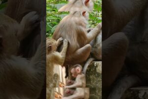 Baby monkey is playing alone so happily #shorts #animals #hanuman #monkey