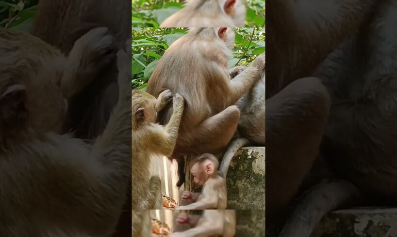 Baby monkey is playing alone so happily #shorts #animals #hanuman #monkey