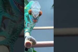 Beautiful Chameleon