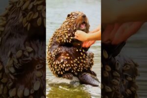 Beaver 🦫 Covered in barnacles and Oysters Rescue a old man