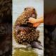 Beaver 🦫 Covered in barnacles and Oysters Rescue a old man