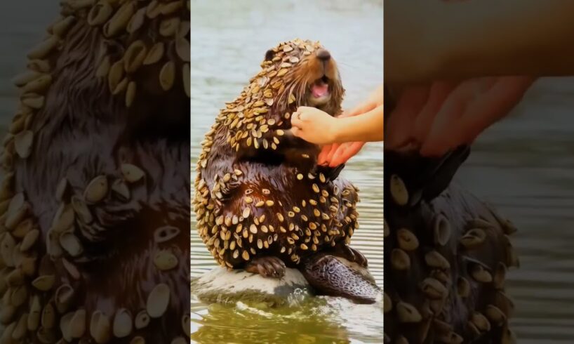 Beaver 🦫 Covered in barnacles and Oysters Rescue a old man