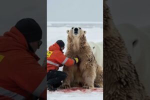 Brave Polar Bear Mother Rescues Her Injured Cub from Painful Barnacles #animals #wildlife #shorts