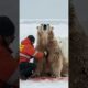 Brave Polar Bear Mother Rescues Her Injured Cub from Painful Barnacles #animals #wildlife #shorts