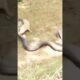 Brutal Animal Fight To Death|Brutal Fights|Fights in Jungle|Fights #shorts #viralvideo #animal snake