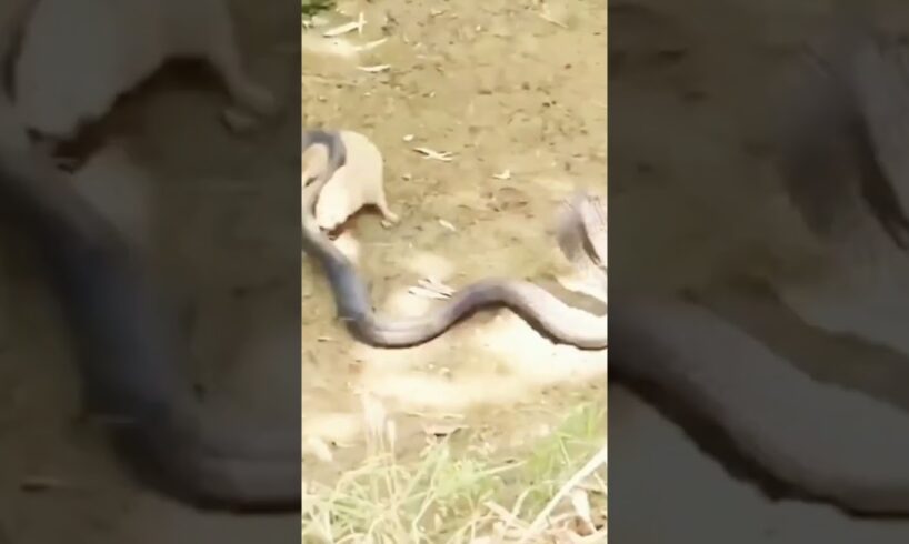 Brutal Animal Fight To Death|Brutal Fights|Fights in Jungle|Fights #shorts #viralvideo #animal snake