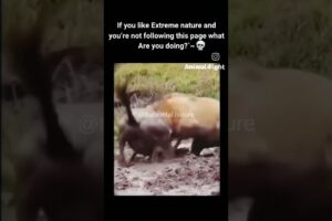 Brutal Animal Fights|Animal Fights|lion vs