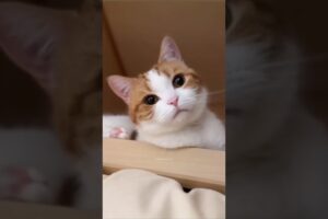 Cat Videos Cute Cats Kittens 🤣🫢