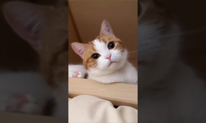 Cat Videos Cute Cats Kittens 🤣🫢