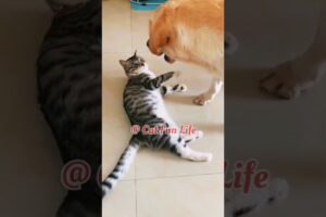 Cat fight #shorts #viral #cat #cats #catlover #fight #catshorts #animals