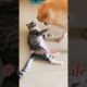 Cat fight #shorts #viral #cat #cats #catlover #fight #catshorts #animals