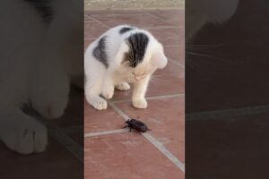 Cat playing with Animal, whistle #cat #animals #cutedog #dog #shortvideo #shorts