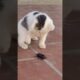 Cat playing with Animal, whistle #cat #animals #cutedog #dog #shortvideo #shorts