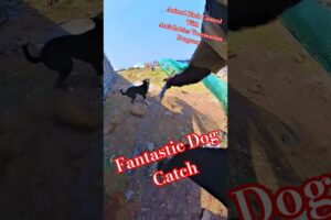 Chennai Dog Catch #dog #dogwithpublicsafety #ytshortsindia #ytviral #shortsfeed #rescue #catch