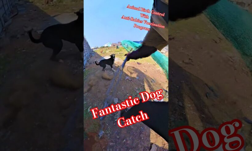 Chennai Dog Catch #dog #dogwithpublicsafety #ytshortsindia #ytviral #shortsfeed #rescue #catch