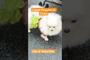 China's Cutest Puppies Are Out of Control ||#shorts