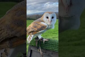 Come fly our Barn Owl!