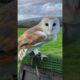 Come fly our Barn Owl!