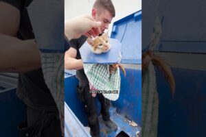 Crying Kitten Was Stuck In A Dumpster | The Dodo  #thedodoanimals #cat