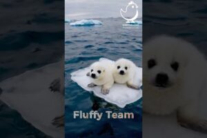 Cute Animals | 2 Fluffy Seal Babies Swimming on an Ice Plate #CuteAnimals #SealBabies #Wildlife