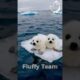 Cute Animals | 2 Fluffy Seal Babies Swimming on an Ice Plate #CuteAnimals #SealBabies #Wildlife