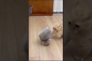 Cute Kittens Playing. funny kitten. #animals   #pets #funny   #shortvideo   #shorts #kitten #kittens