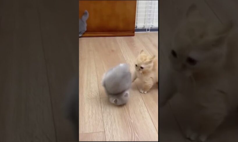 Cute Kittens Playing. funny kitten. #animals   #pets #funny   #shortvideo   #shorts #kitten #kittens