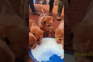 Cute  Puppies  Drinking Milk 🥰😍