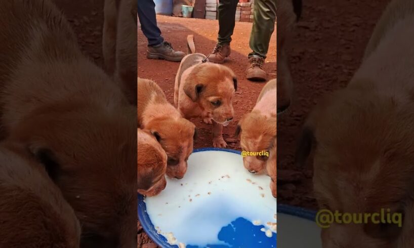 Cute  Puppies  Drinking Milk 🥰😍