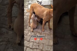 Cute Puppies | Feeding | Wait for the end ❤️🐕❤️| #dog #pupiees #cuteanimal #puppy #puppes #cutepet