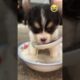 Cute Puppies 😊 Funny Dog Videos #funny #dog #cute