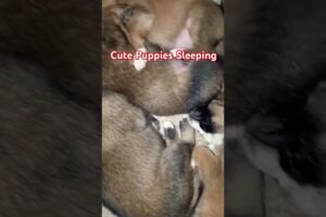 Cute Puppies Sleeping #puppies #babydog #pets #shorts #doglover #dogs #cute