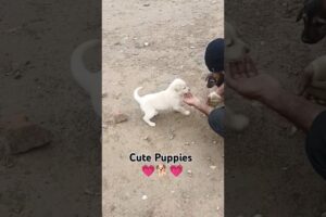 Cute Puppies ❤️😍🐶🐕❤️| Wait for the end ❤️🐕❤️| #dog #doglover #pupiees #cuteanimal #cute