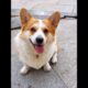 Cute Puppies 🥰♥ super funny Corgi ♥ #shorts #2025