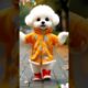 Cute Puppy Funny Dancing💃🤩| #crezydance #cutepuppy #funnyanimal #catvideos #shortfeed #146