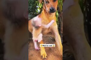 Cute baby monkey playing with dog 😱 #babymonkey #pets #cute #animals #shorts