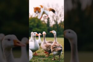 Cute cat playing with many geese #shorts #animals