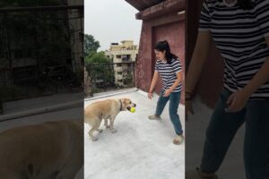 Cute dog 🐶 playing with ball 🥎 #shortvideo #video #trending