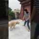 Cute dog 🐶 playing with ball 🥎 #shortvideo #video #trending