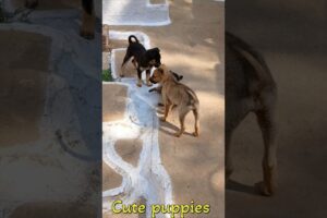 Cute puppies barking videos#25kkviral#bhaiya choudhary