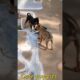 Cute puppies barking videos#25kkviral#bhaiya choudhary