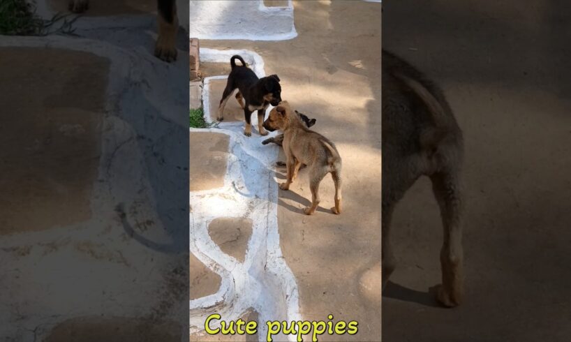 Cute puppies barking videos#25kkviral#bhaiya choudhary