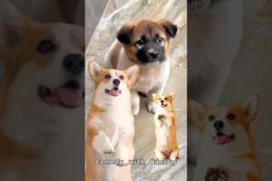 Cute puppies & chicken viral dance 😅🥳😁 #chikensong #dance #dogdance#puppy#chikendance