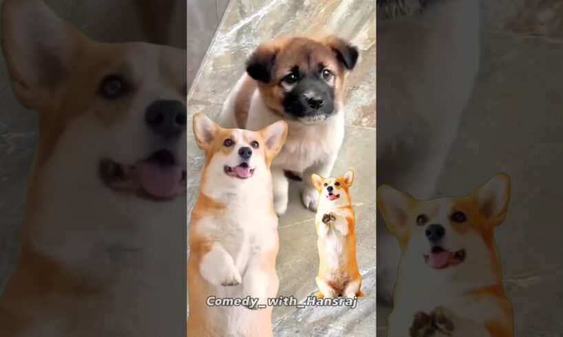 Cute puppies & chicken viral dance 😅🥳😁 #chikensong #dance #dogdance#puppy#chikendance